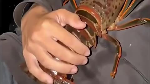 😂🐟 Bro Fell Asleep with the Lobster! | FunFM
