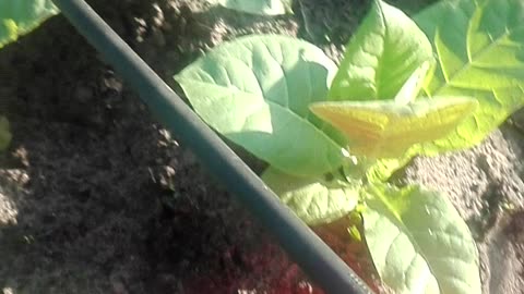 downy mildew_mildiou