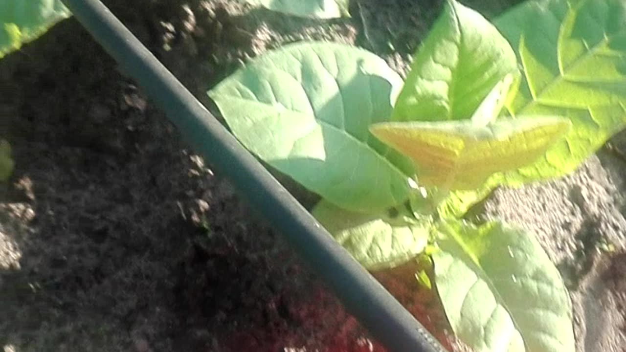 downy mildew_mildiou