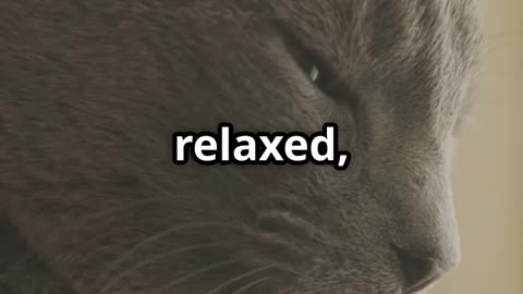 Cats purring is so cute!