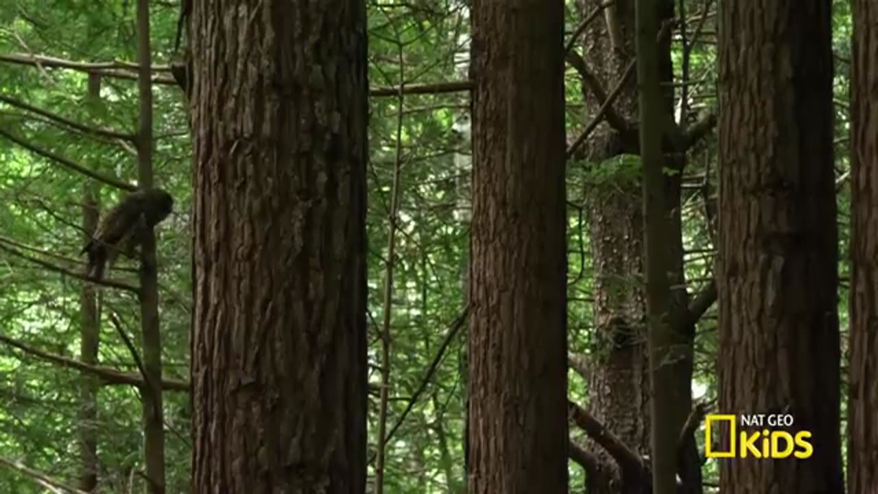 AMAZING ANIMALS !! COMPILATION !! NAT GEO KIDS !!!!