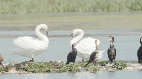 Swan bite other swan in group slow motion Swan bird lake- 4K