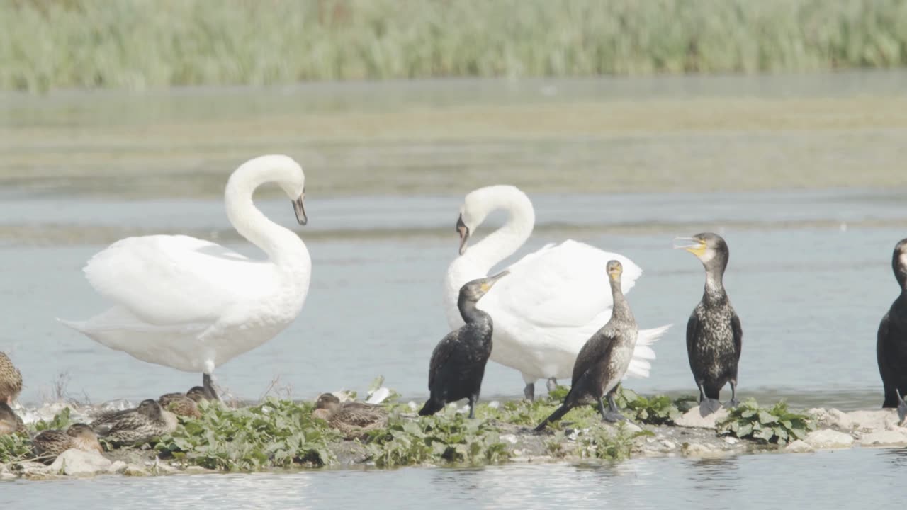 Swan bite other swan in group slow motion Swan bird lake- 4K
