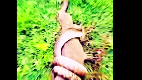Animal's Fighting