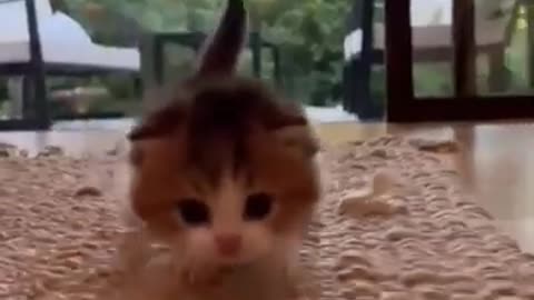 Pure Awesomeness Wrapped in Cuteness Overload! 😻✨