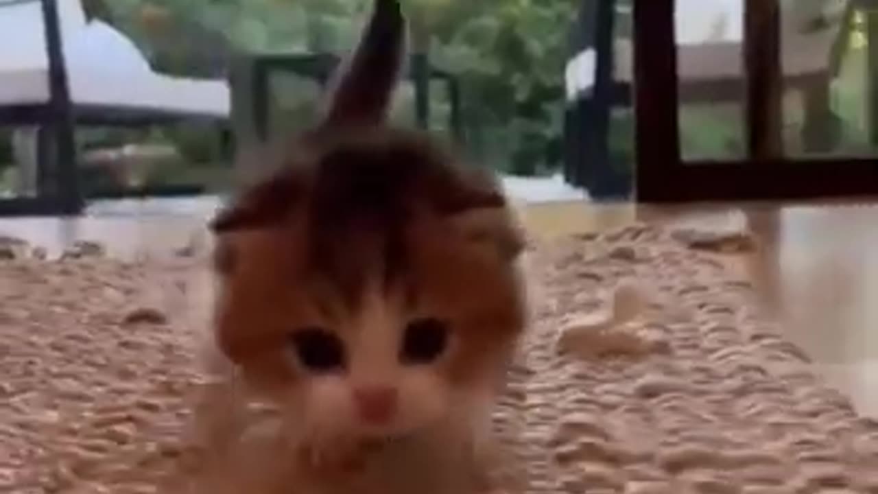Pure Awesomeness Wrapped in Cuteness Overload! 😻✨