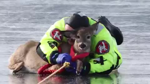 NEW: Firefighters rescue a trapped deer on a frozen lake in Stevens County, Washington.