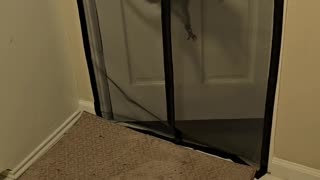 😂🐇 Possum's Epic Climb! | FunFM