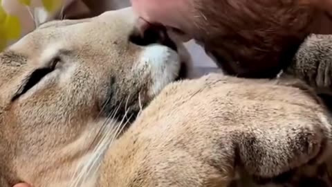 The biggest kisses lover