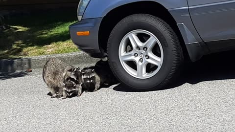 Mother raccoon grabs baby and crosses street with fam