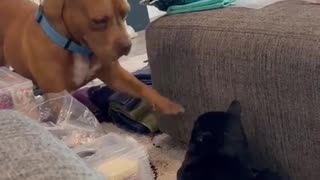 😂🐶 Dogs TERRIFIED of Cats?! You Won't Believe Their Reactions! | FunFM