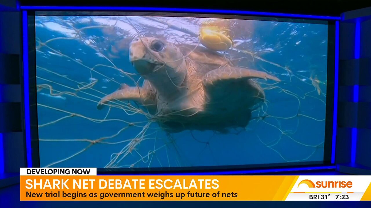 Councils vote for net removal as LED shark deterrent trial begins