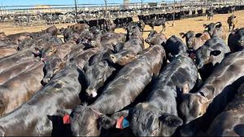 Cattle Farms: The Shocking Drop in US Cattle Producers!