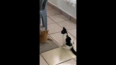 Funny cats