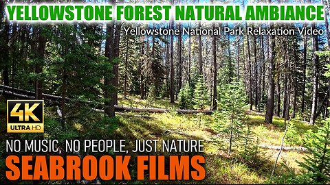 Yellowstone Forest Natural Ambiance: Yellowstone National Park Relaxation Video