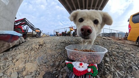 A dog spending his days quietly beside farm machinery