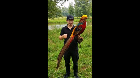 Beauty of bird