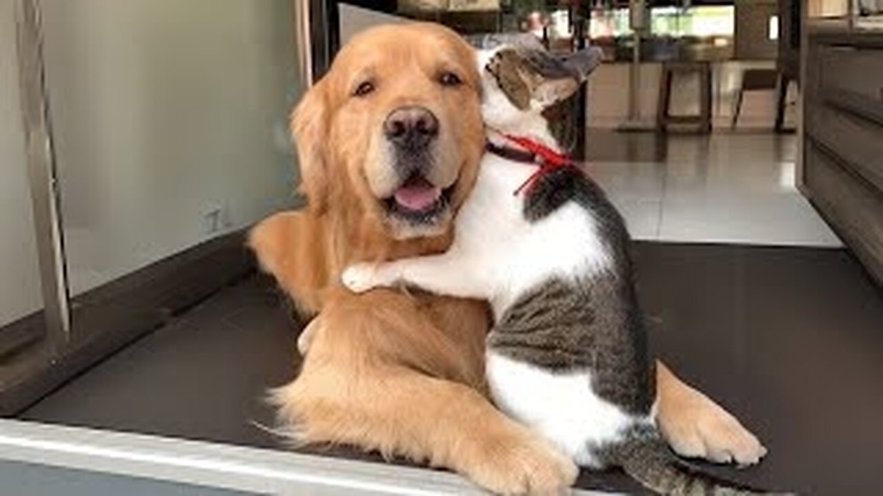 When Your Cats Who Can't Deny Their Love for Dogs!