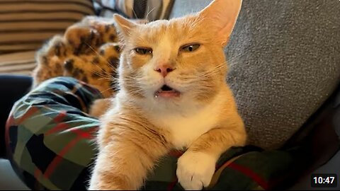 Cats Being Dramatic When They Say Meow 😂 Funniest Cats Video