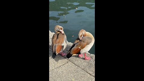 Egyptian Goose 🪿 #egyptiangoose #goose #followme #shorts #viral #trending