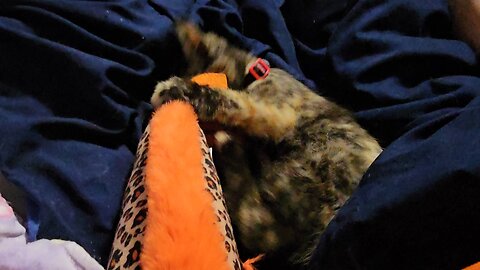 Rosie Mae being protective of the toy fish Blackie Rose left her. 🐟💕