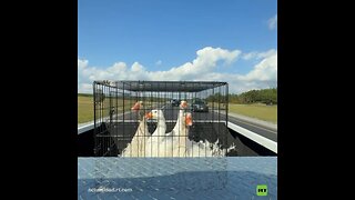 Gansos se agachan al pasar por debajo de un puente