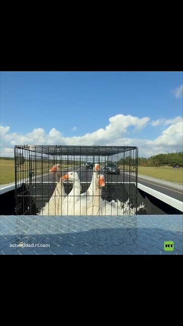 Gansos se agachan al pasar por debajo de un puente