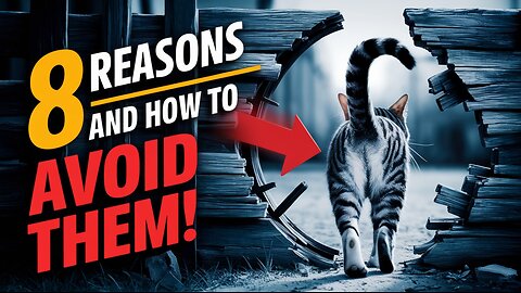 8 REASONS Your Cat Ignores You (And How to Avoid Them!) 🐾 | Pets Guidelines