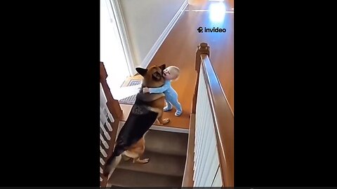 Dog WILDLY JUMPS OVER BABY to stop him/ her from going down the steps