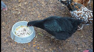 Emptying the freezer: mystery beef strips.