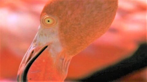West Indian Flamingos Make Shrimp Soup