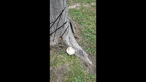 Great, big, funny looking Mushroom.