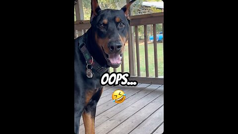 Doberman Destroys RC Truck Tire 😳😂 | Guilty Dog Moment Caught on Camera 🐾