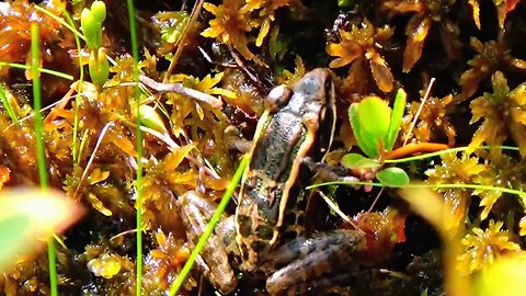 Pickerel Frog