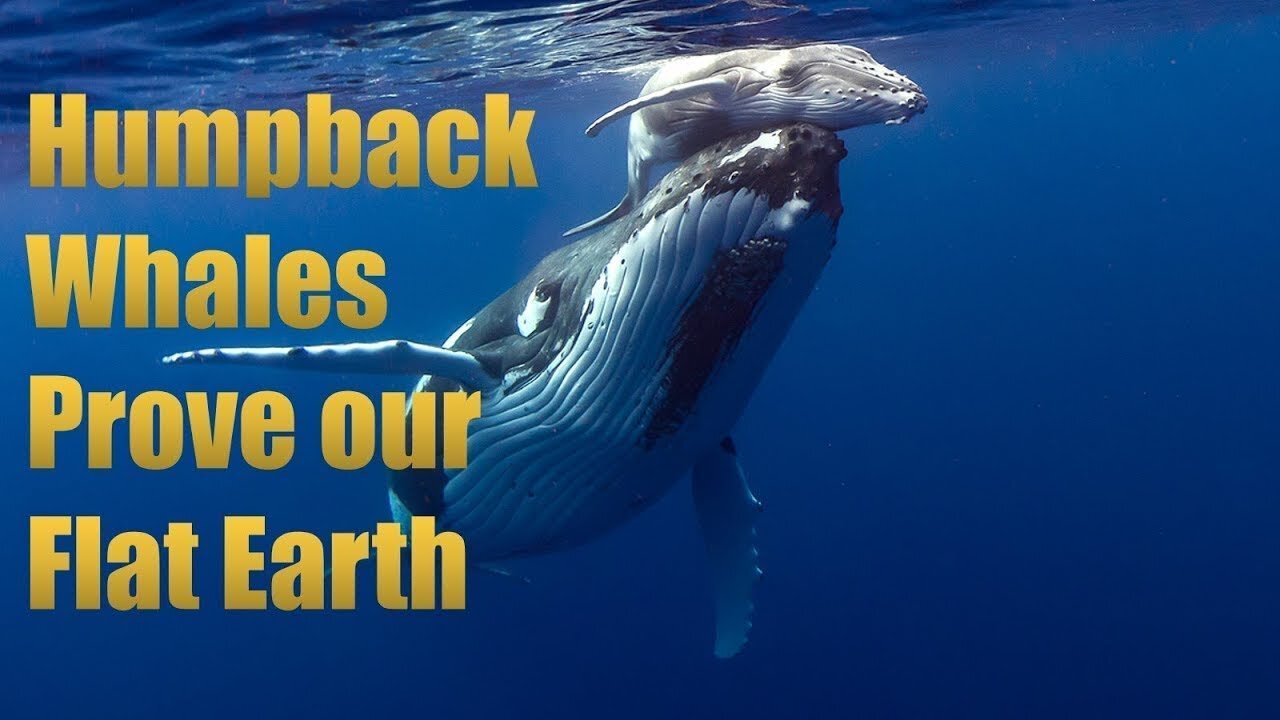 Humpback Whales Prove Our Flat Earth