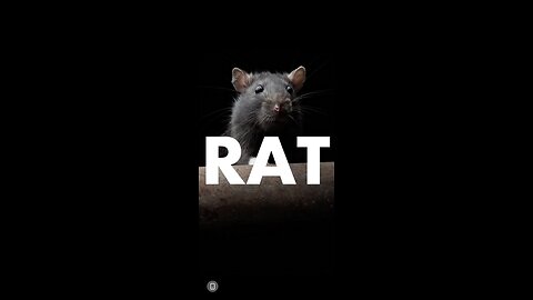 Ian Wendt ~ I Smell a Rat | Dan Bongino