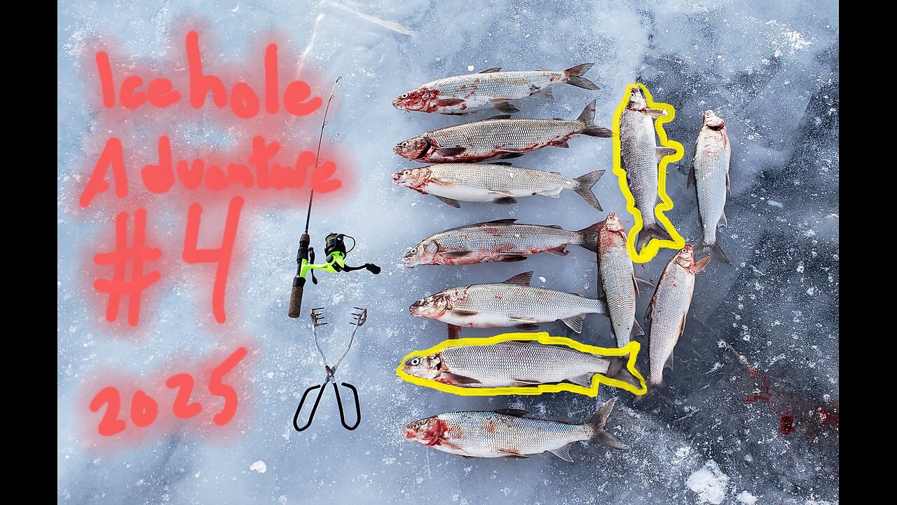 Icehole Adventure #4 NFN Ice Fishing Whitefish 2025