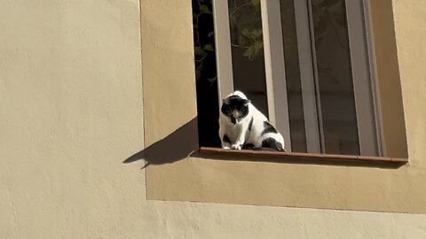 Gato en la ventana Parte 2