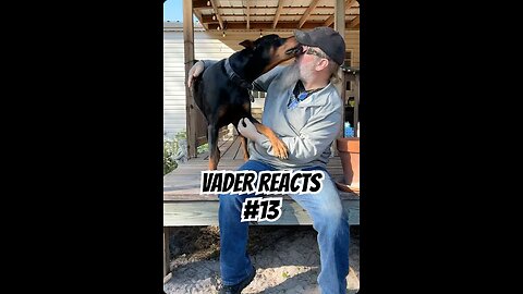 Vader Reacts #13: The Duck Joke That Got ZERO Respect 🦆🤣🐾 | I Thought My Doberman Liked Me