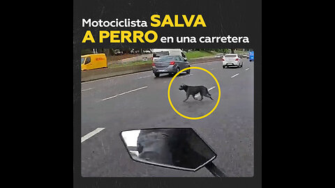 Motociclista detiene el tráfico en una carretera para salvar a un perro