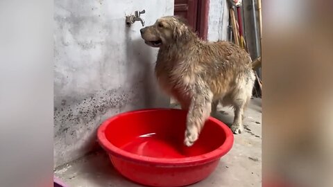Dog Bathing Alone