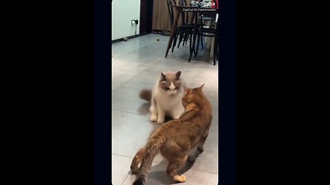 “Cat vs Cucumber – Funniest Scared Cat Reaction!”