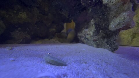 Peppermint Shrimp coming out from hiding Part 2