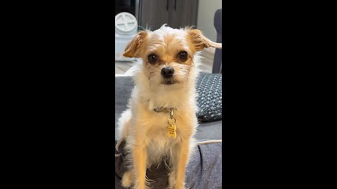 Clemson video of the day