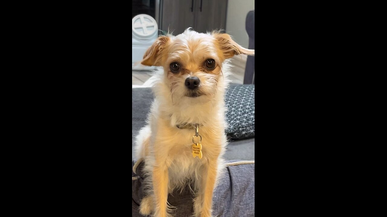 Clemson video of the day