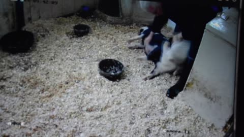 Spending time with the pigltets