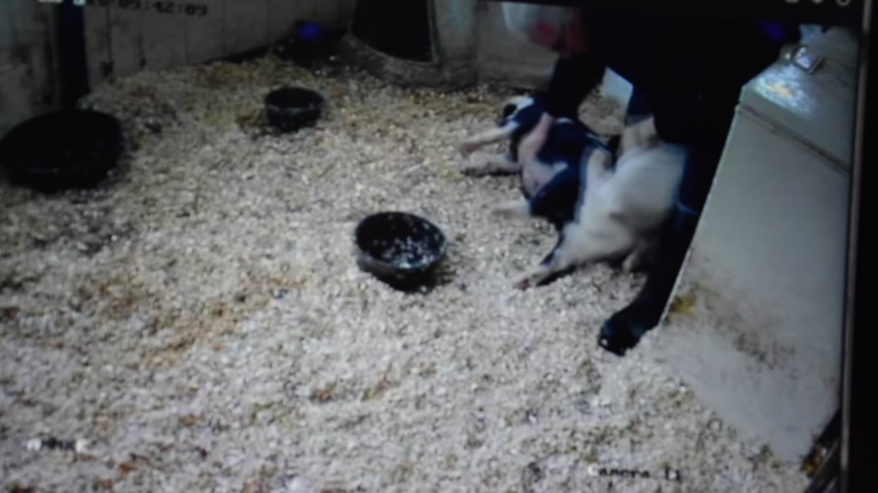 Spending time with the pigltets