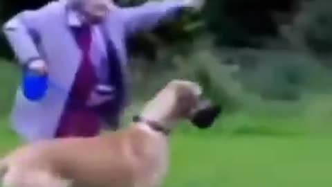 Dogs walking people. Oof!
			