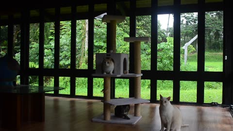 The One Cat Tower in Leilani Estates