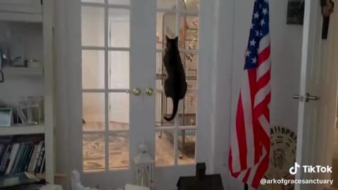 Bird TV Got Esther Acting Wild!